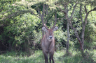 Defassa–Antilope am Lake Mburo
