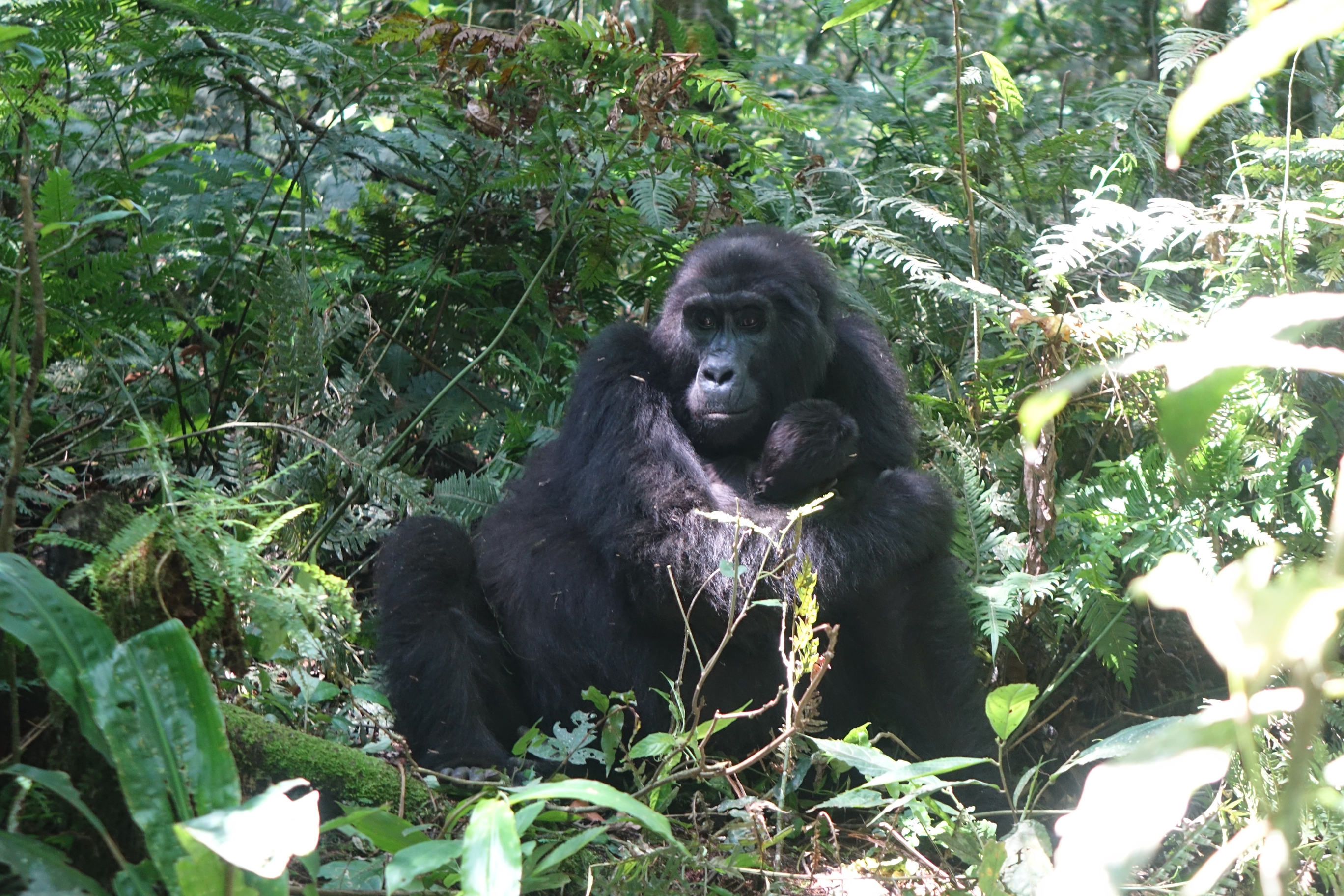 Gorillas in Lake Mutanda